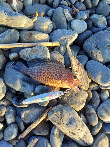 オオモンハタの釣果