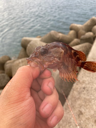 アラカブの釣果