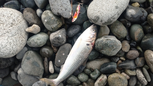 コノシロの釣果