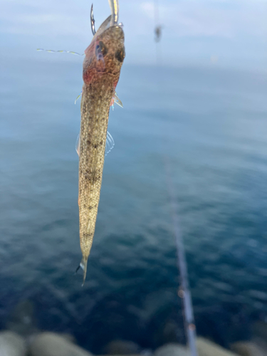 エソの釣果