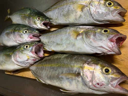 ショゴの釣果