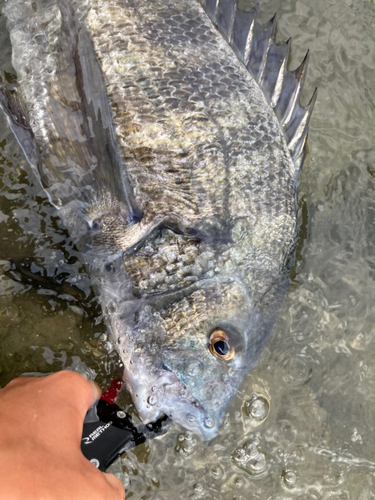 チヌの釣果