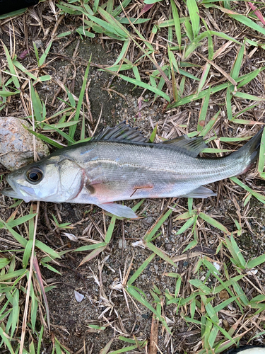 セイゴ（ヒラスズキ）の釣果