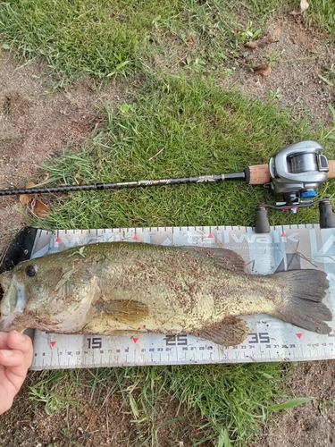 ブラックバスの釣果