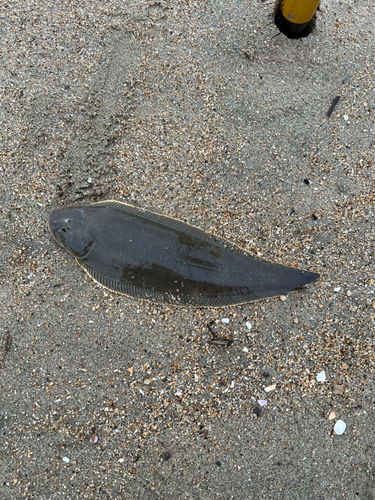 シタビラメの釣果