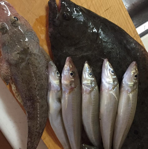 ヒラメの釣果