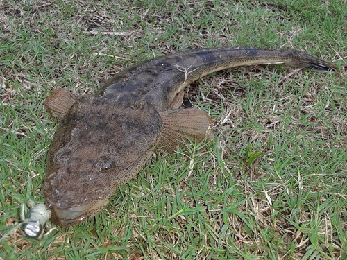 マゴチの釣果