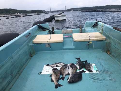 クロダイの釣果