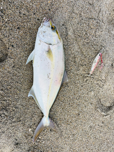 ショゴの釣果