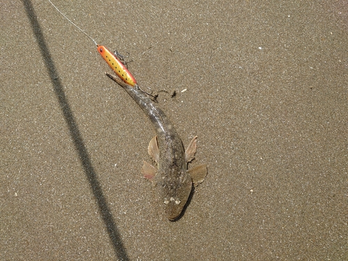 マゴチの釣果