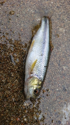 カワムツの釣果