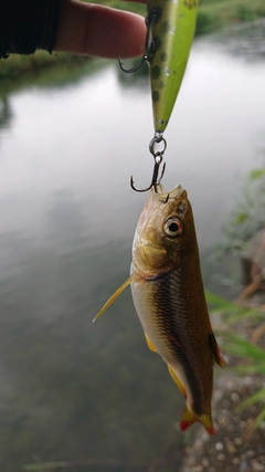 カワムツの釣果