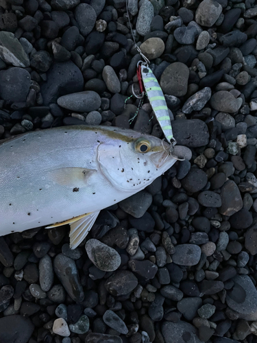 ショゴの釣果