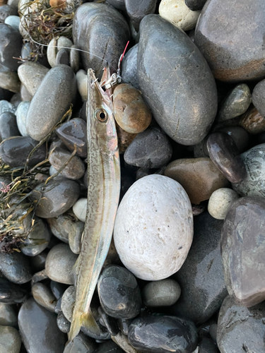 カマスの釣果