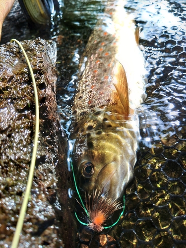 ブラウントラウトの釣果