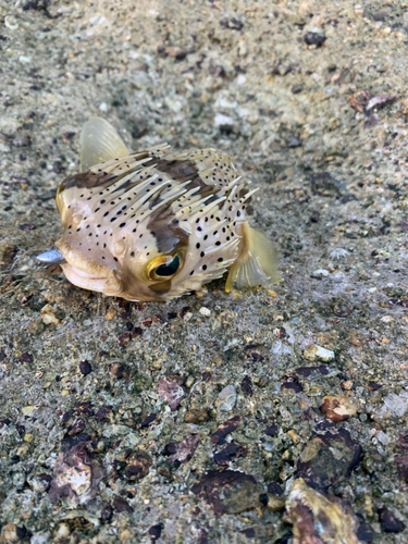 ハリセンボンの釣果