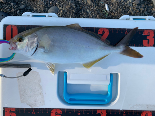 ショゴの釣果