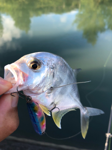 メッキの釣果