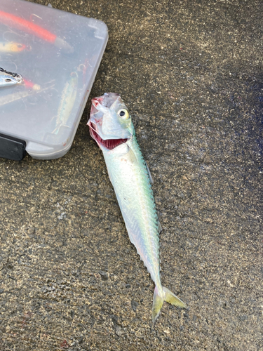 サバの釣果