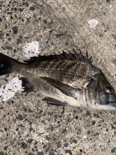 アコウの釣果