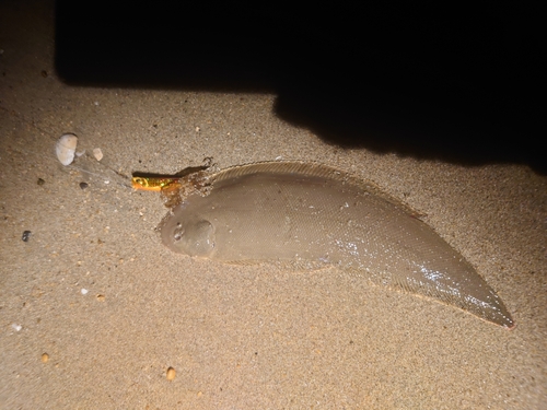 シタビラメの釣果