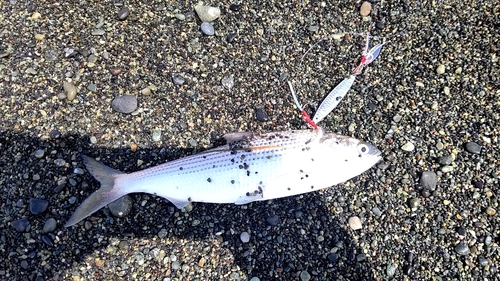 コノシロの釣果