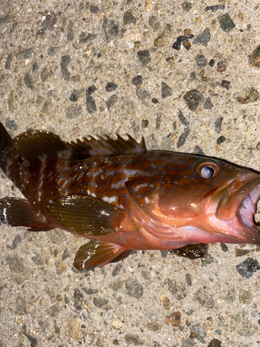 アコウの釣果