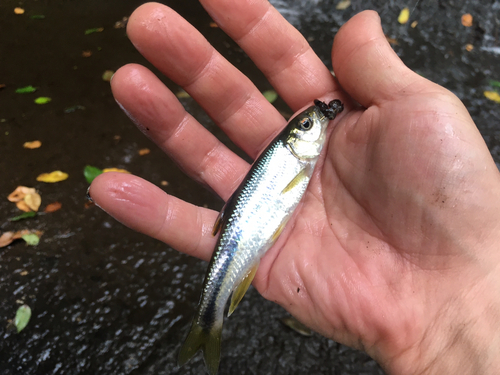 カワムツの釣果