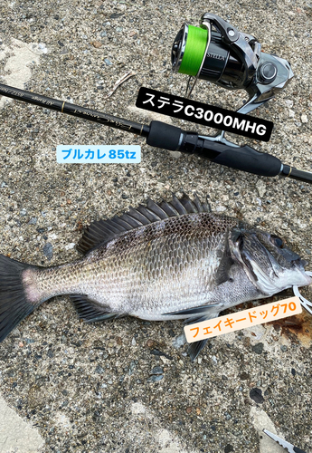 チヌの釣果