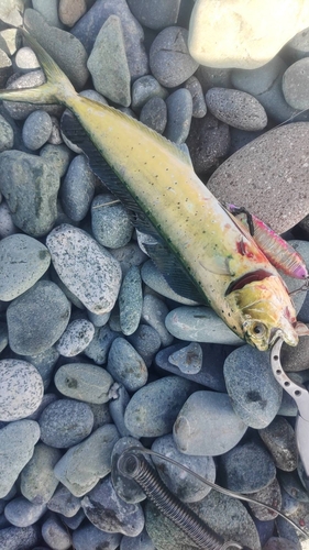 シイラの釣果