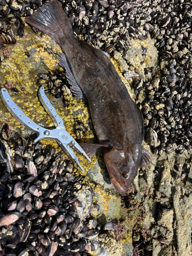 アブラコの釣果