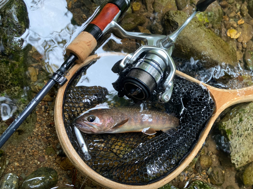 イワナの釣果