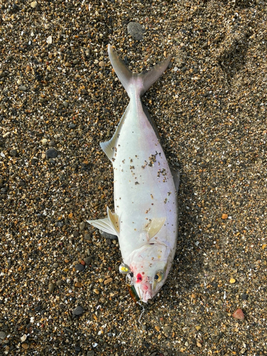 ショゴの釣果