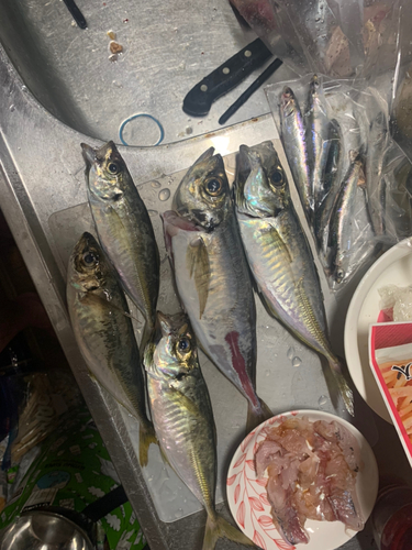 アジの釣果