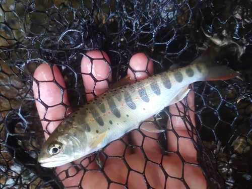 アマゴの釣果