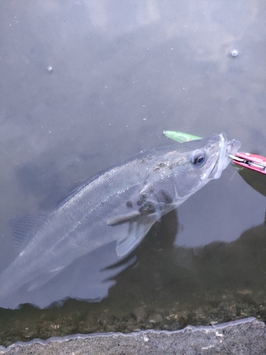 シーバスの釣果