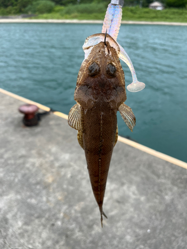 メゴチの釣果