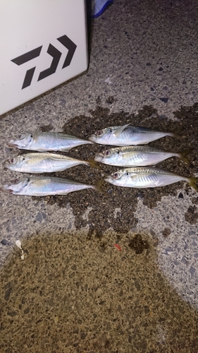 アジの釣果