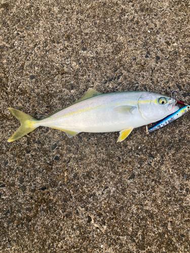 ワカシの釣果