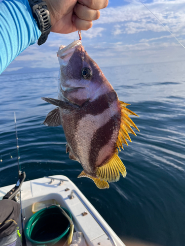 コショウダイの釣果