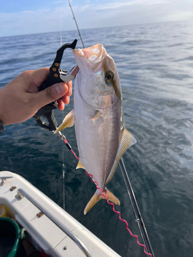 カンパチの釣果