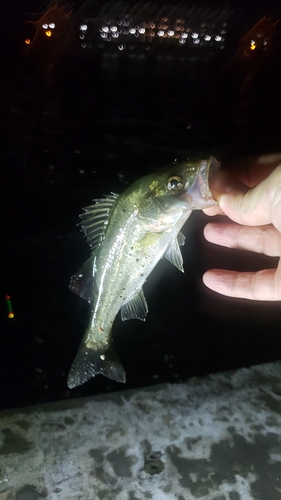 セイゴ（マルスズキ）の釣果