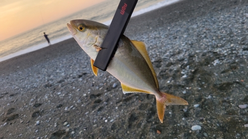 ショゴの釣果