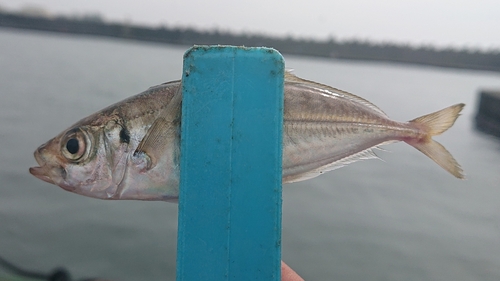 マアジの釣果