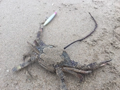 タイワンガザミの釣果