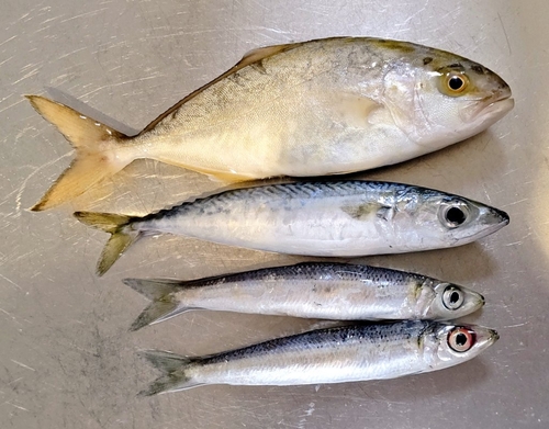 ショゴの釣果