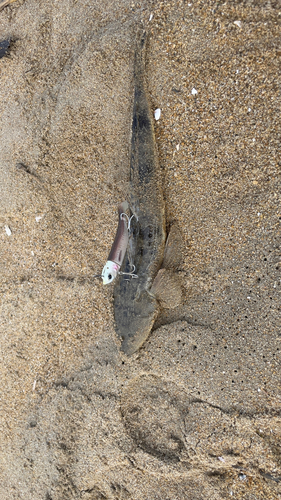 マゴチの釣果