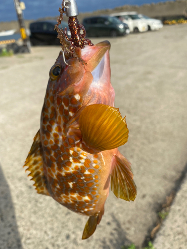 キジハタの釣果