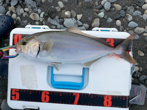 ショゴの釣果