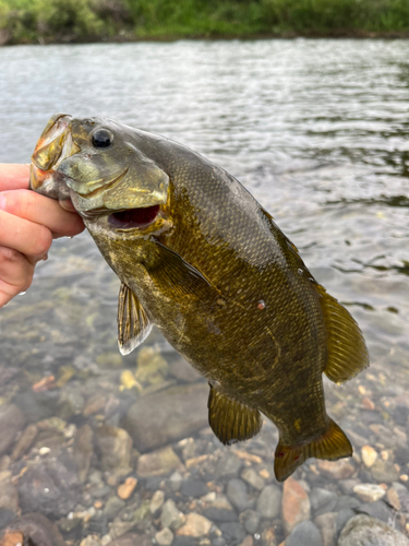 スモールマウスバスの釣果